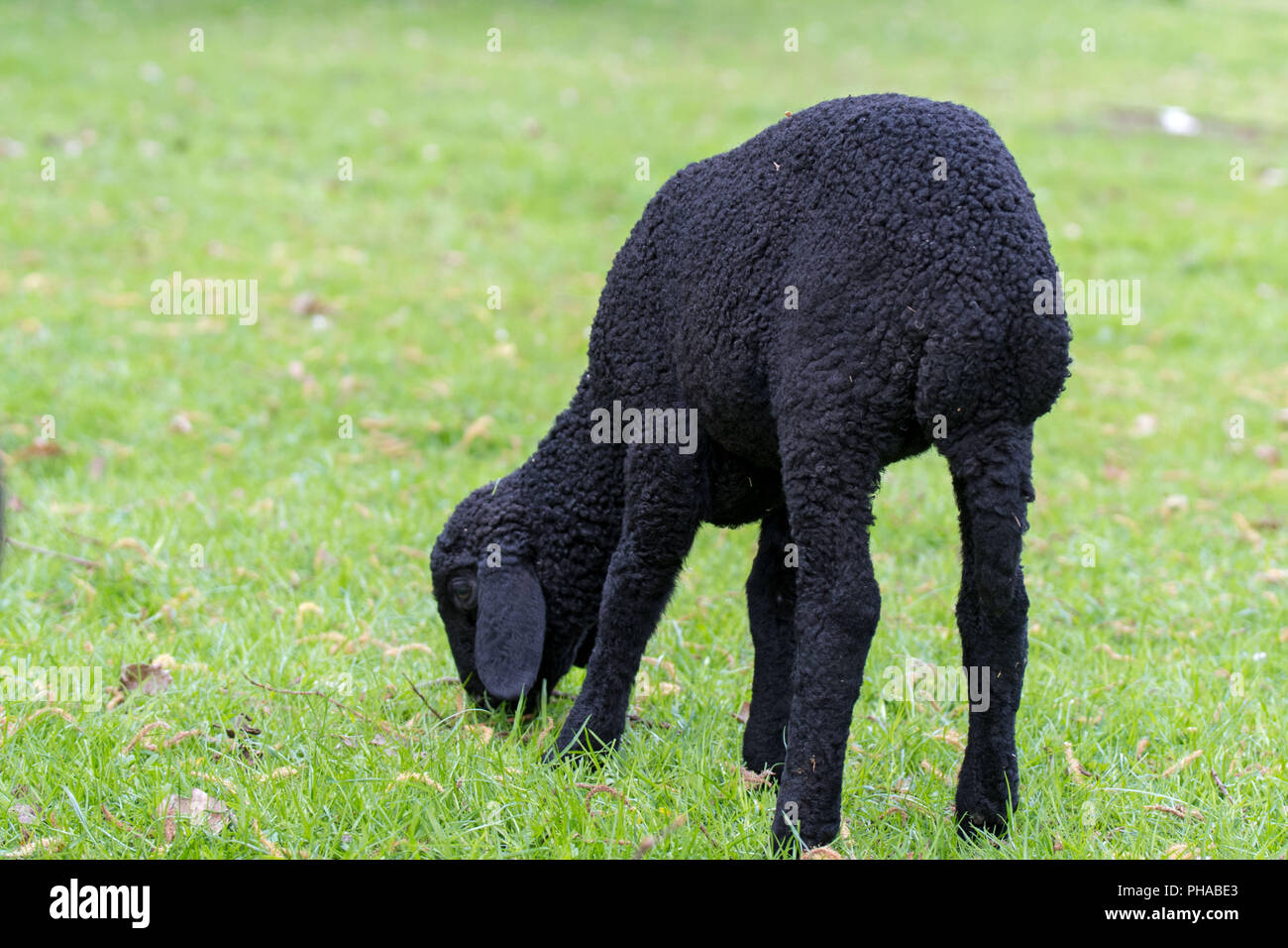 Karakulsheep lamb Stock Photo