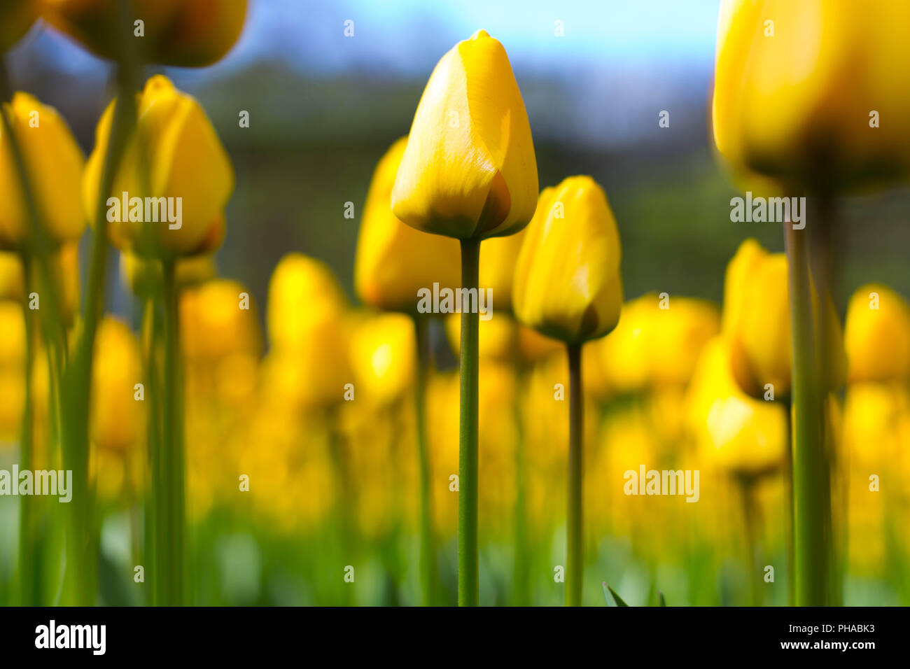 yellow tulips at the Keukenhof in North Holland Stock Photo - Alamy