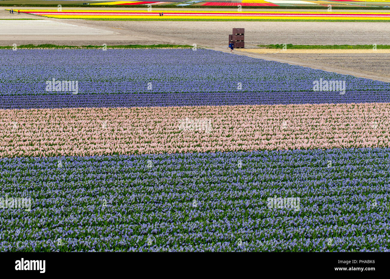 Flower fields in North Holland Stock Photo - Alamy