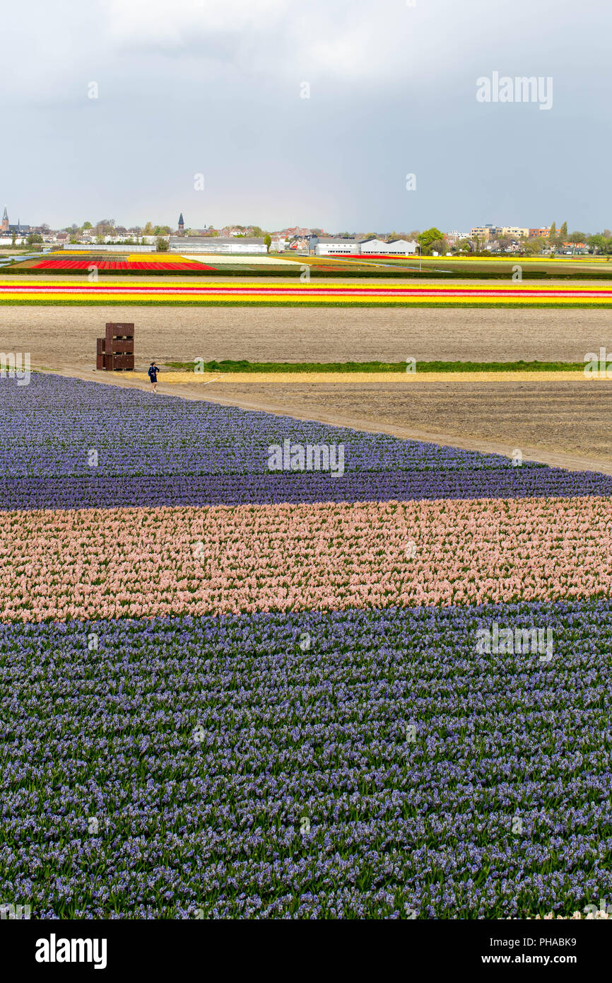 Flower fields in North Holland Stock Photo - Alamy