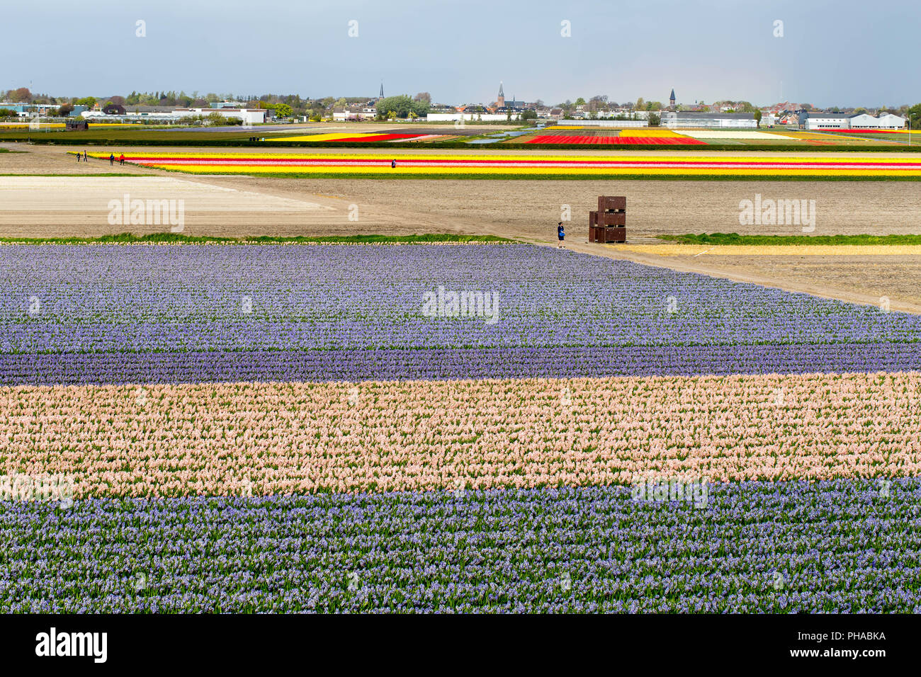 Flower fields in North Holland Stock Photo - Alamy