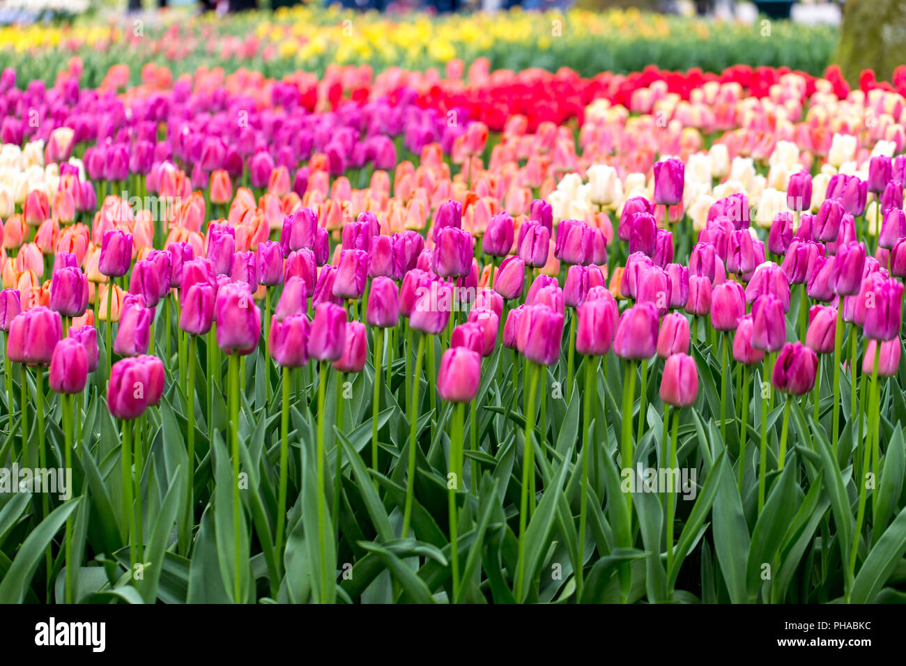 Colorful tulips at the Keukenhof in North Holland Stock Photo - Alamy