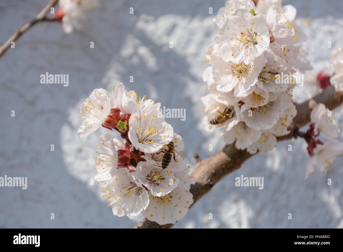 Busy honeybees pollinating a apricot tree - close-up Stock Photo