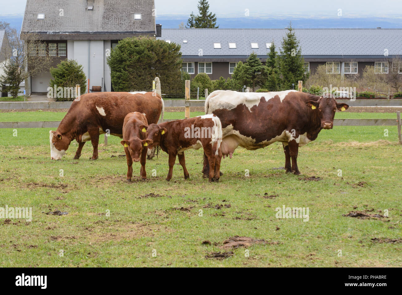 Cattle and calves on the pasture fenced with wood fence Stock Photo - Alamy