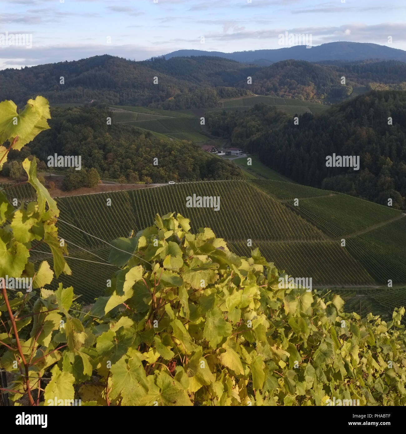 Vineyards in the region Ortenau Stock Photo