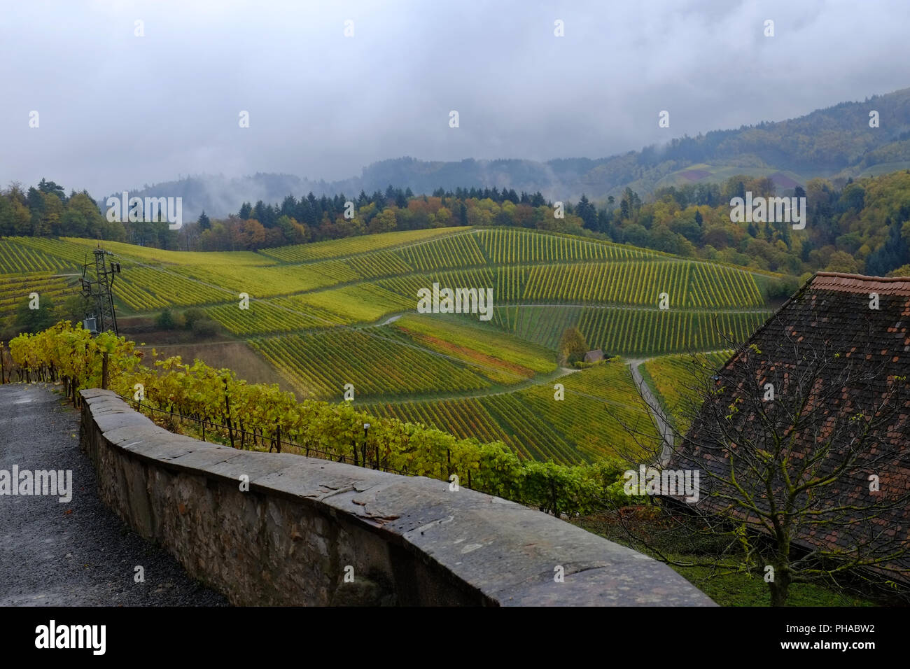 Vineyards in the region of  Ortenau, Southwest Germany Stock Photo