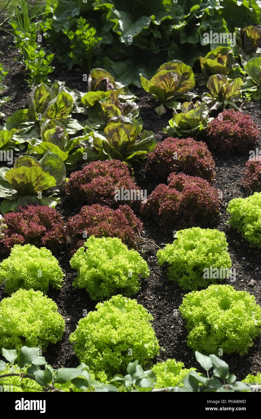 Salad cultivation Stock Photo