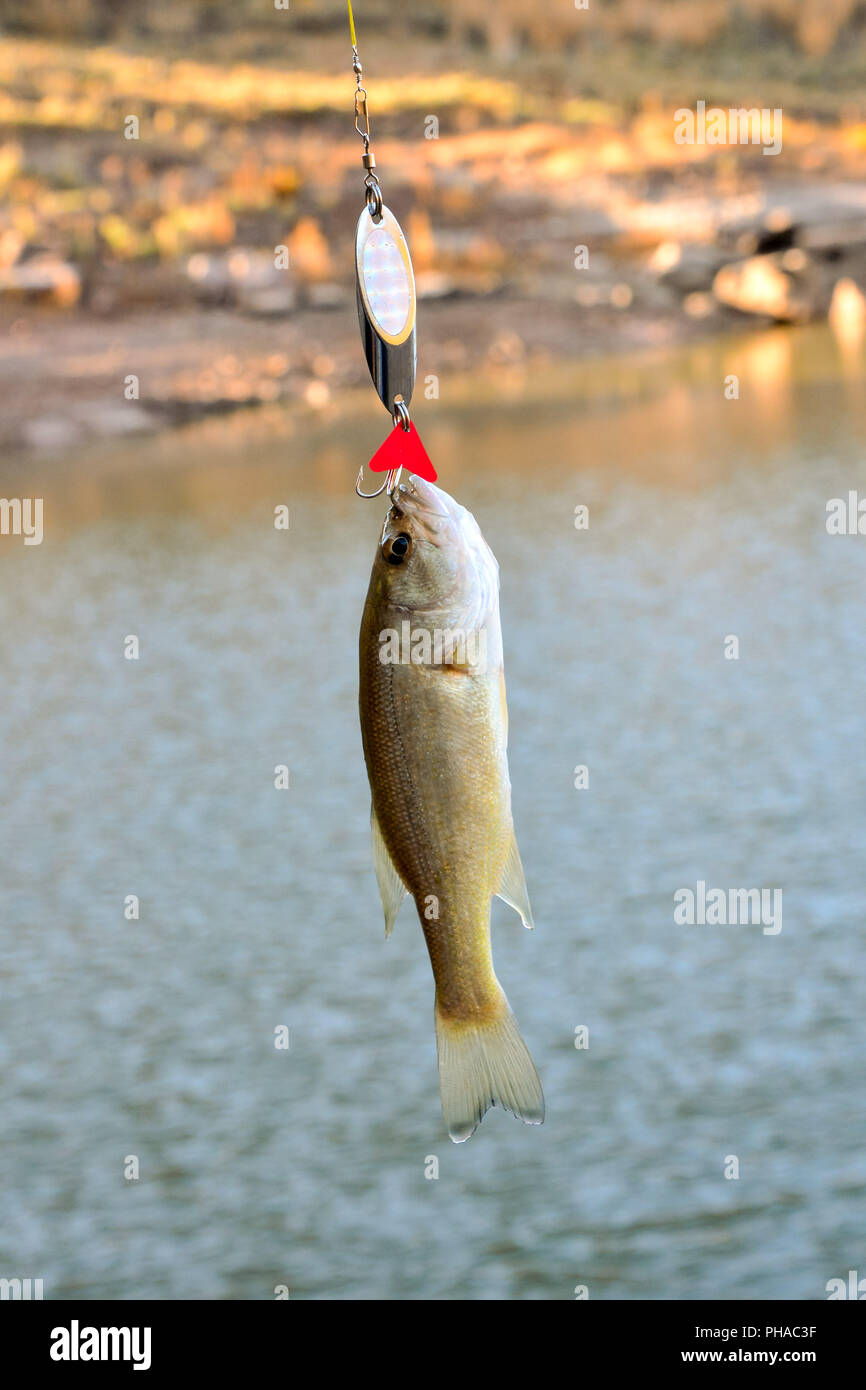 Largemouth Bass fish Stock Photo - Alamy