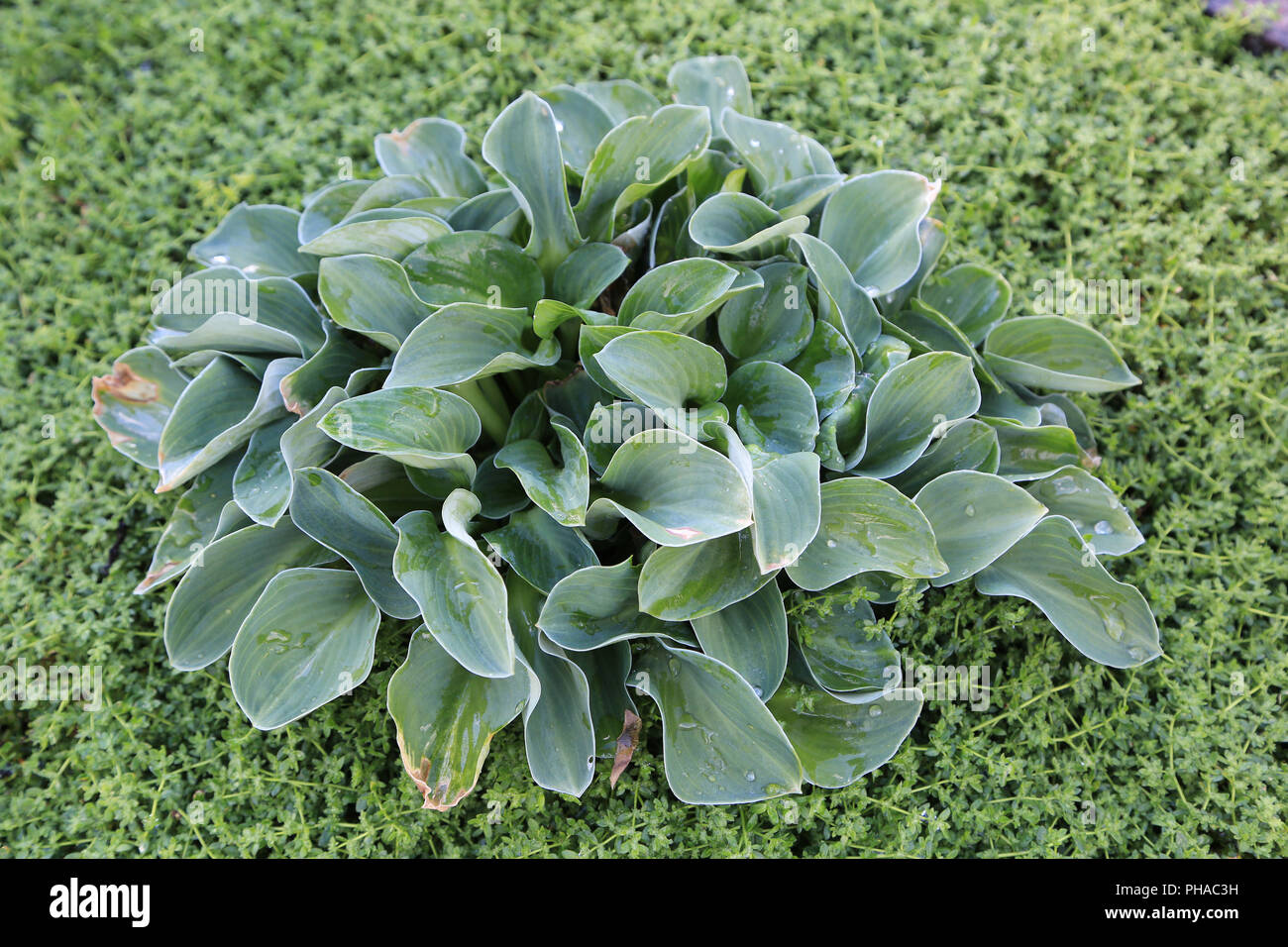 Plantain lily, Hosta Blue Mouse Ears Stock Photo