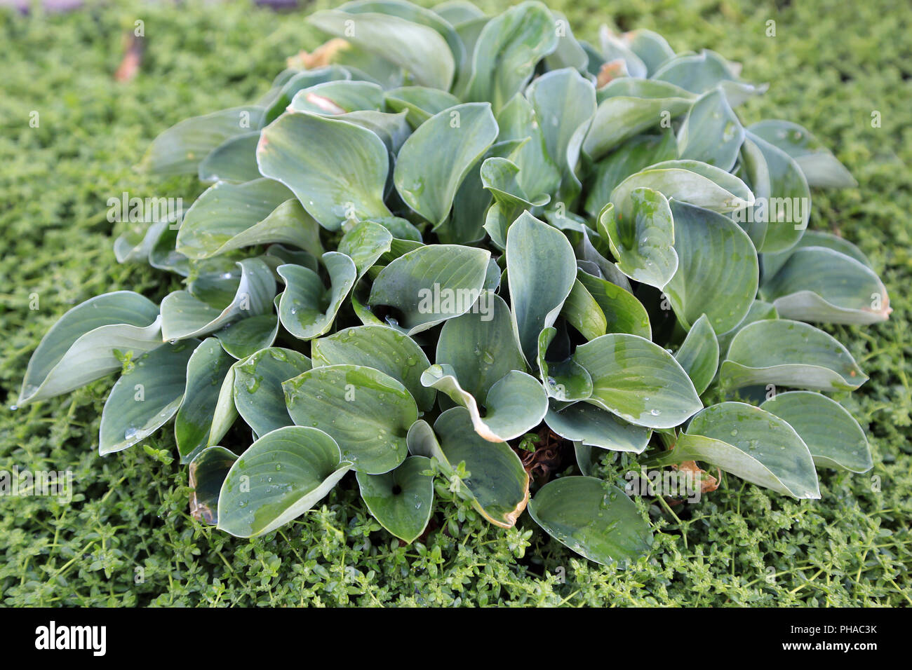 Plantain lily, Hosta Blue Mouse Ears Stock Photo