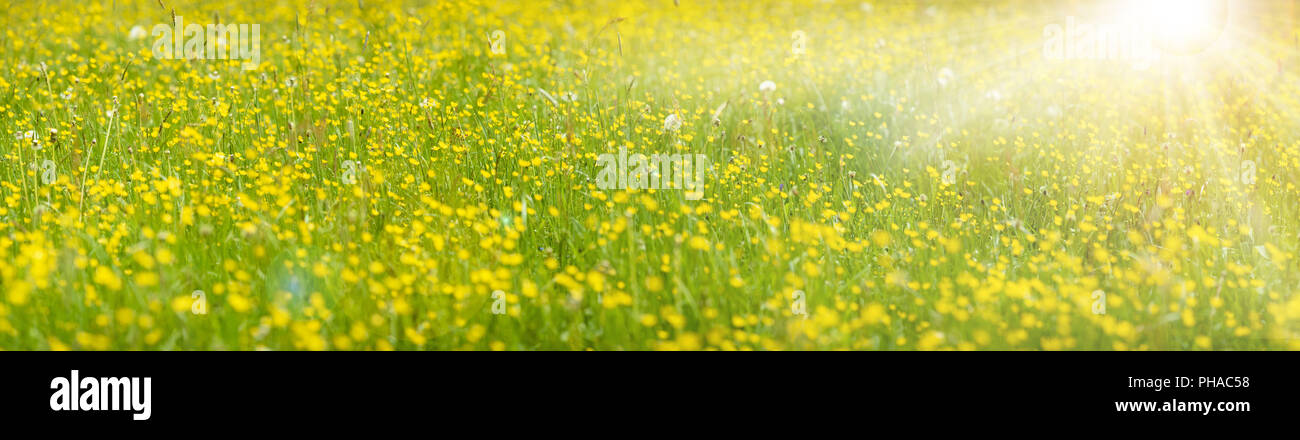 meadow with many flowers at spring with sun beams Stock Photo