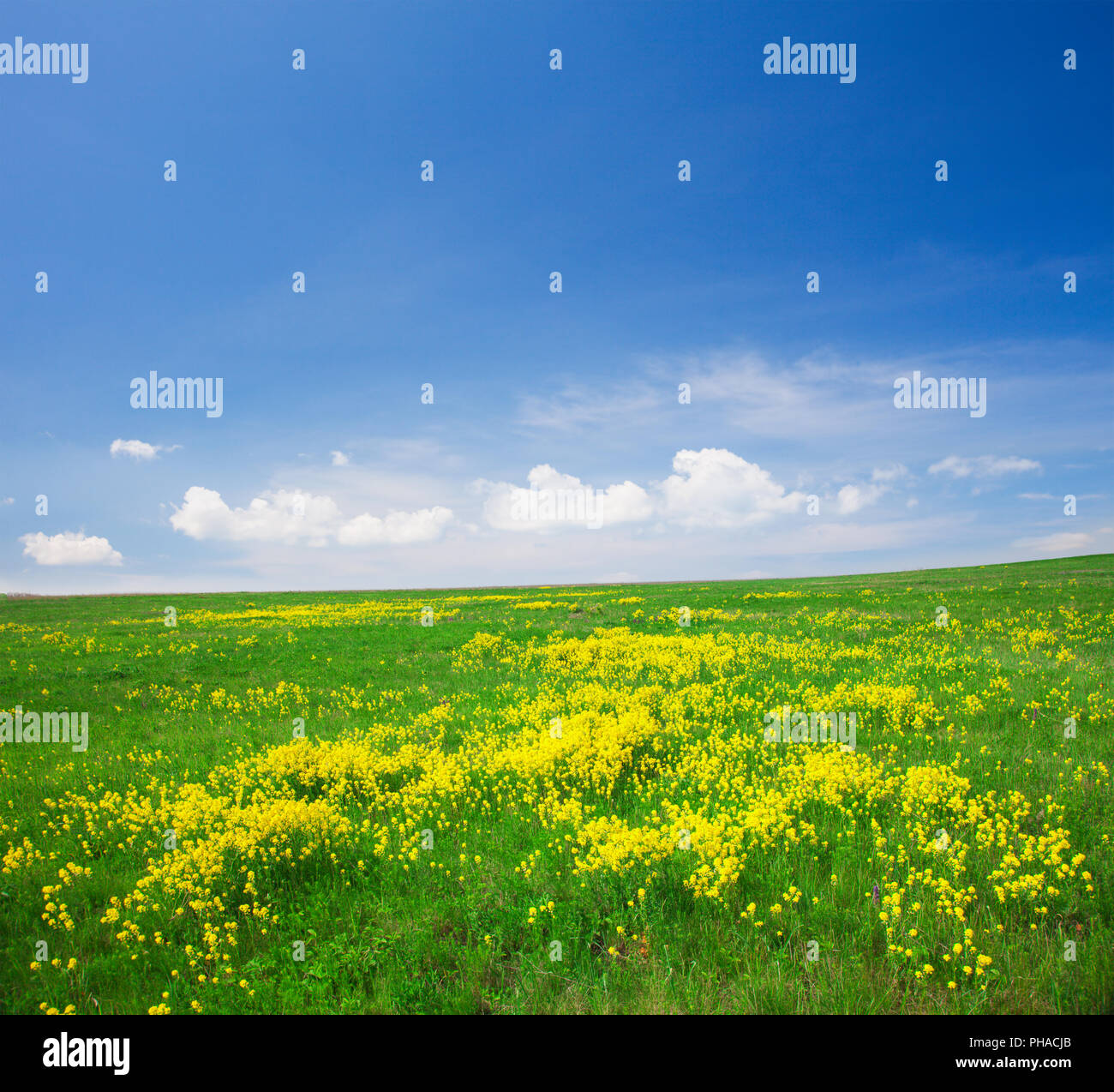 Yellow flowers field under blue cloudy sky Stock Photo