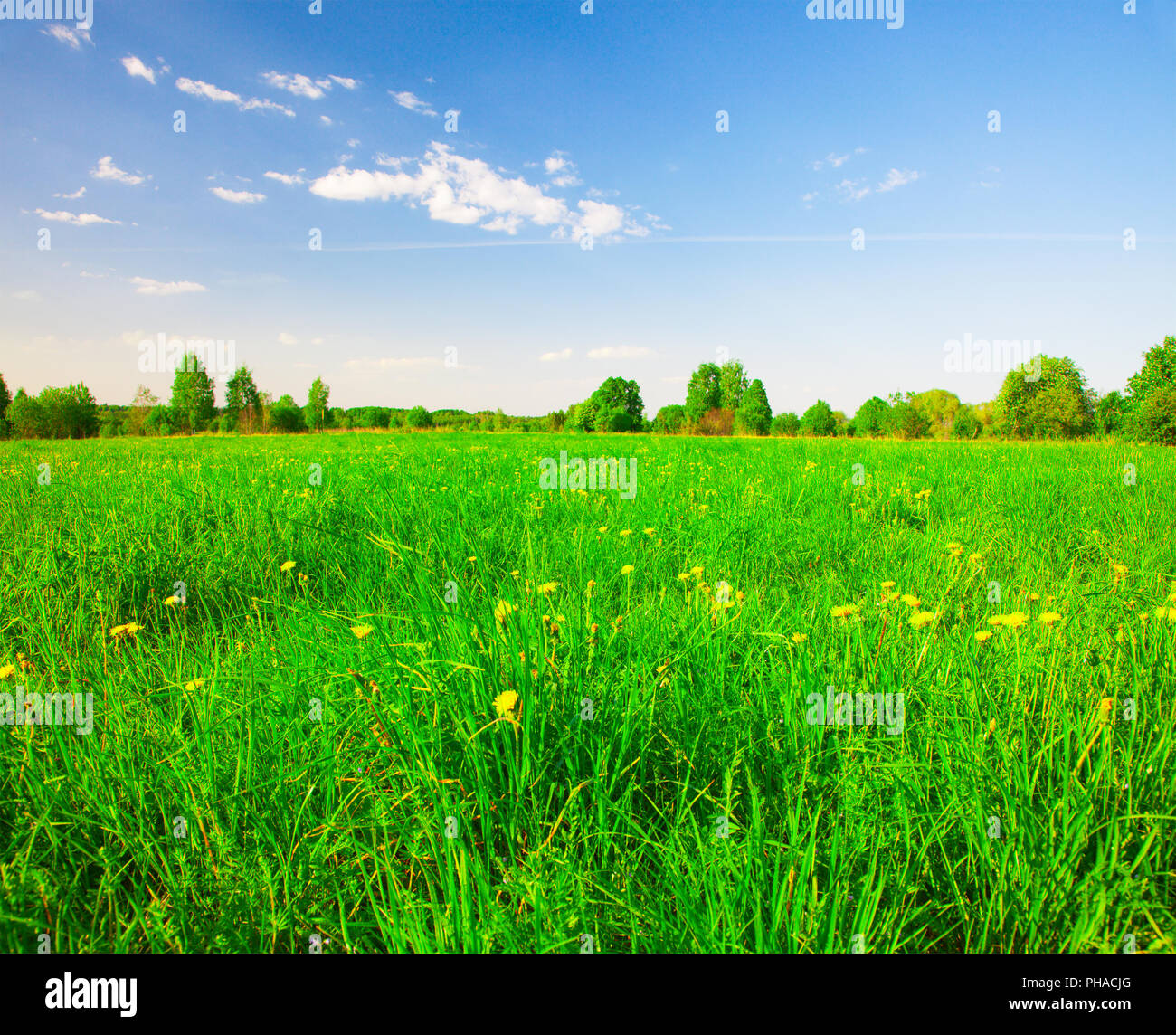 Green field with flowers under blue cloudy sky Stock Photo - Alamy