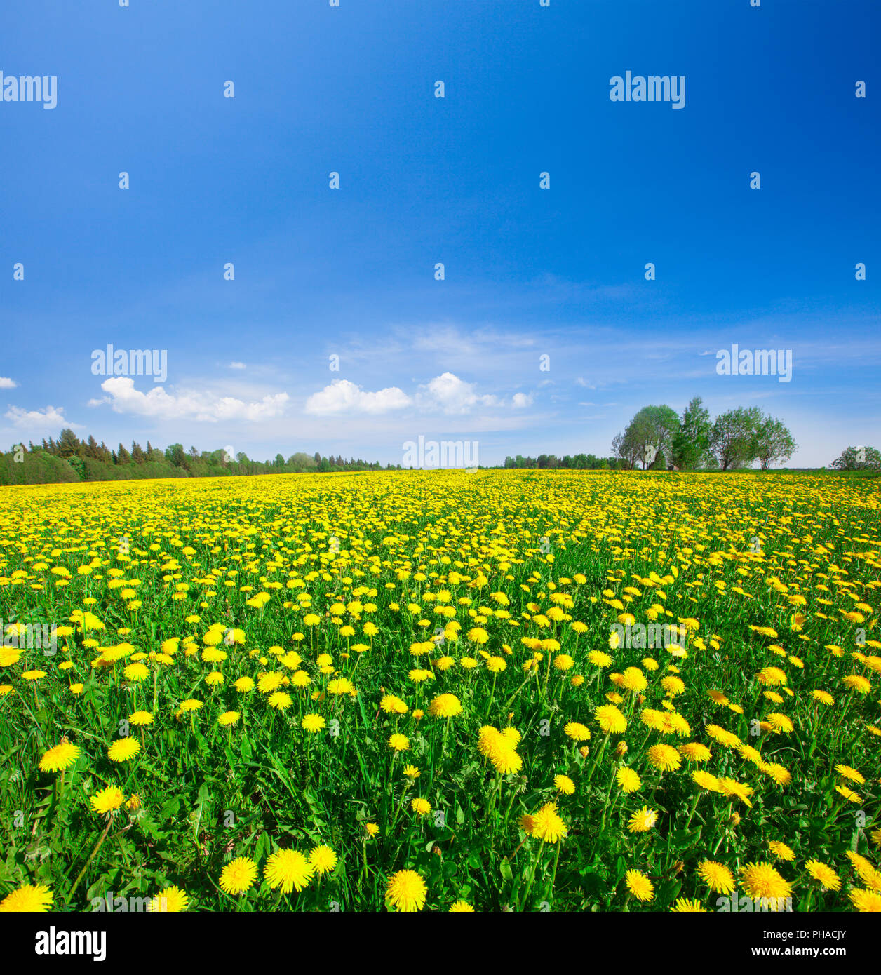 Yellow flowers field under blue cloudy sky Stock Photo