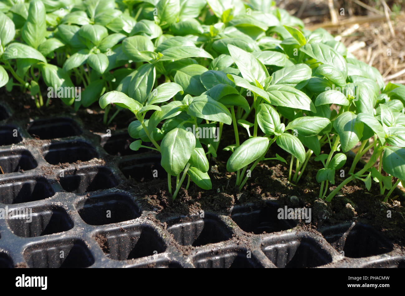 basil young plants Stock Photo Alamy