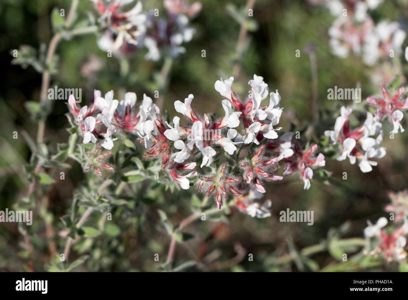 Canary clover (Dorycnium hirsutum) Stock Photo