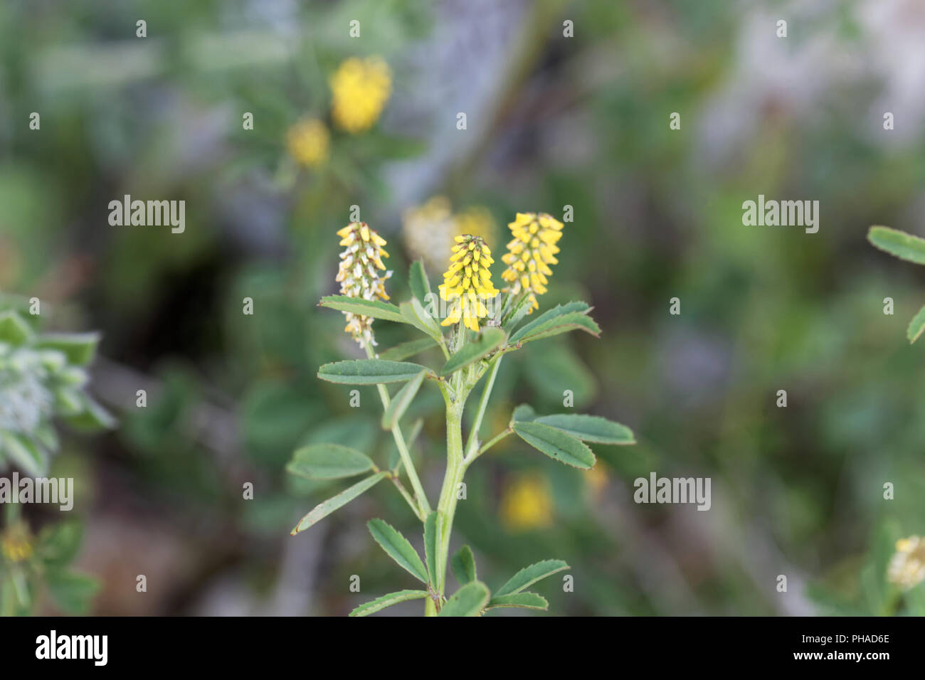 Macro photo of a Sweet clover (Melilotus indicus) Stock Photo