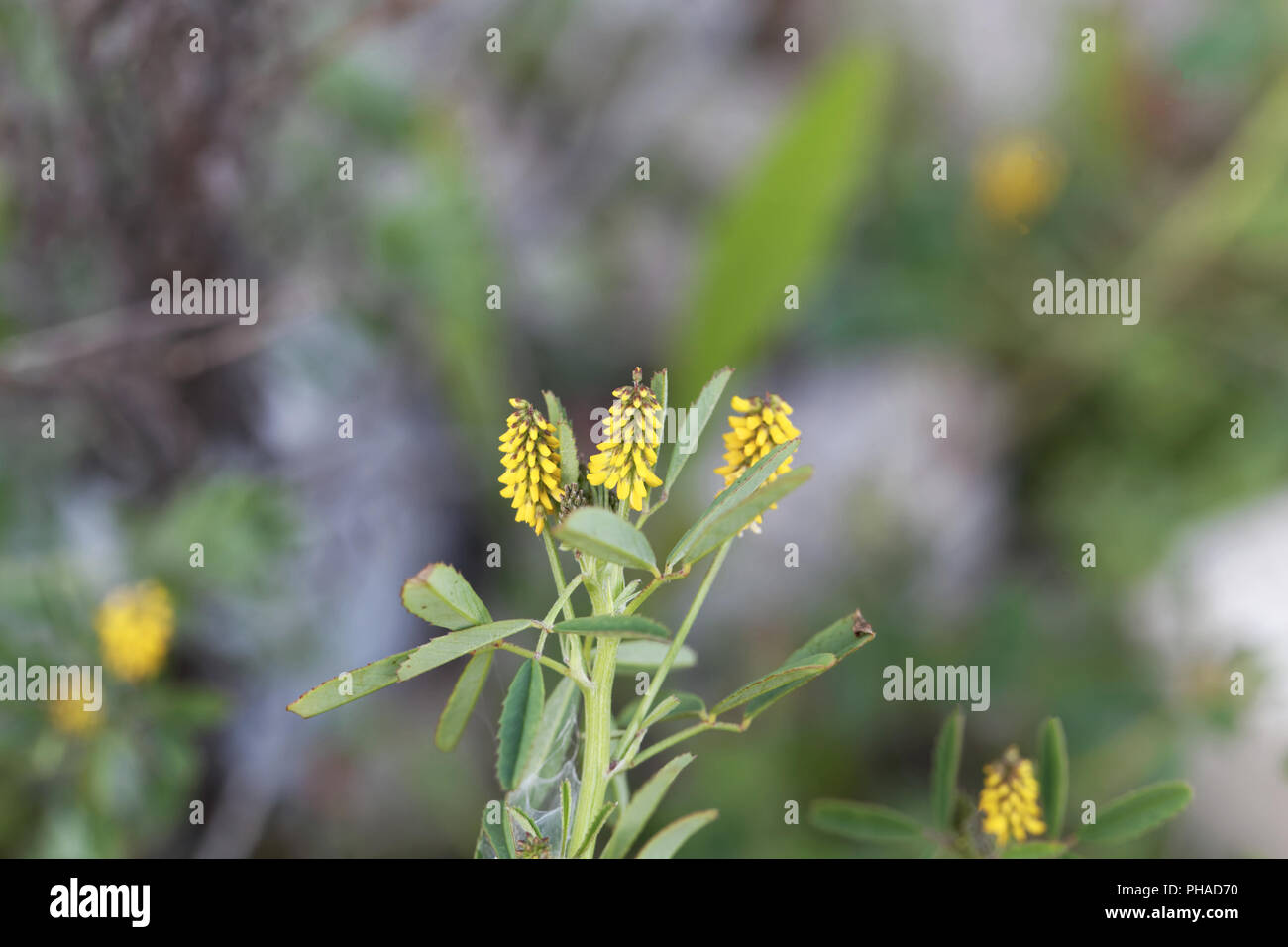 Macro photo of a Sweet clover (Melilotus indicus) Stock Photo
