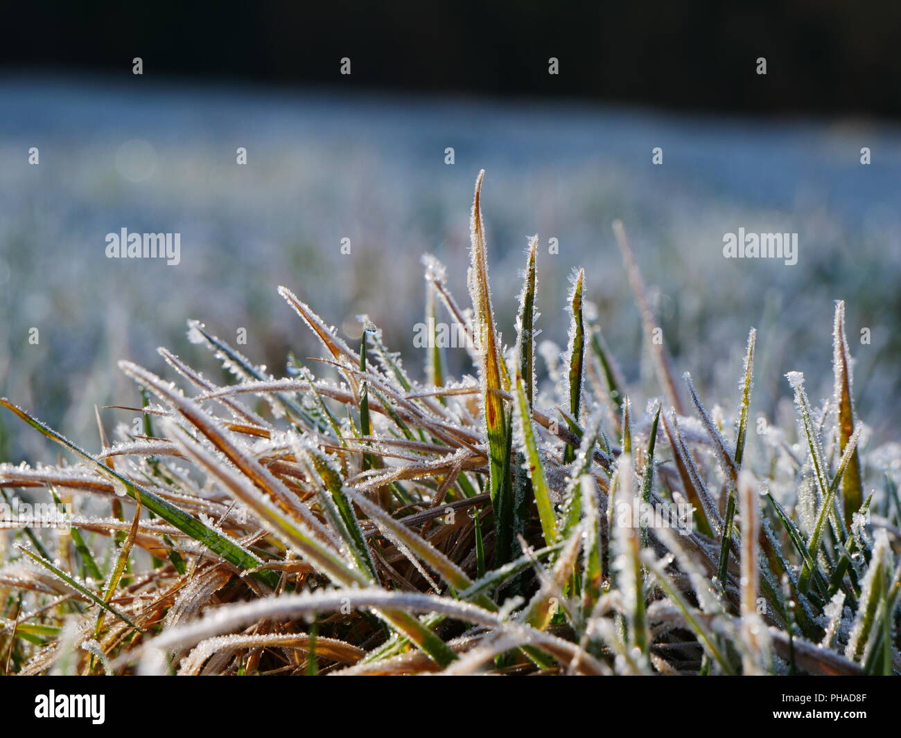 First morning frost on the green grass of a meadow Stock Photo - Alamy