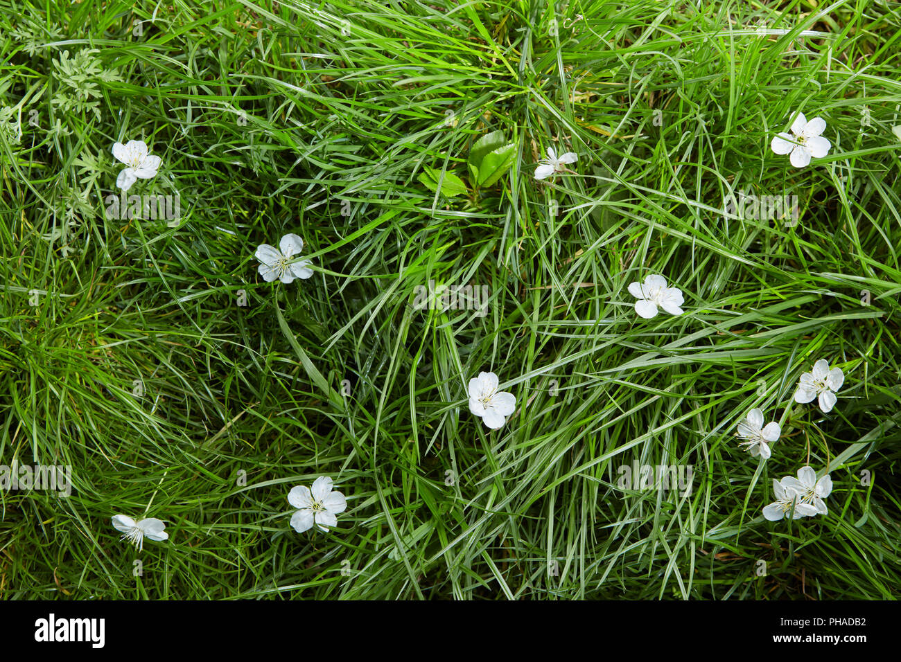 White small flowers grass hi-res stock photography and images - Alamy