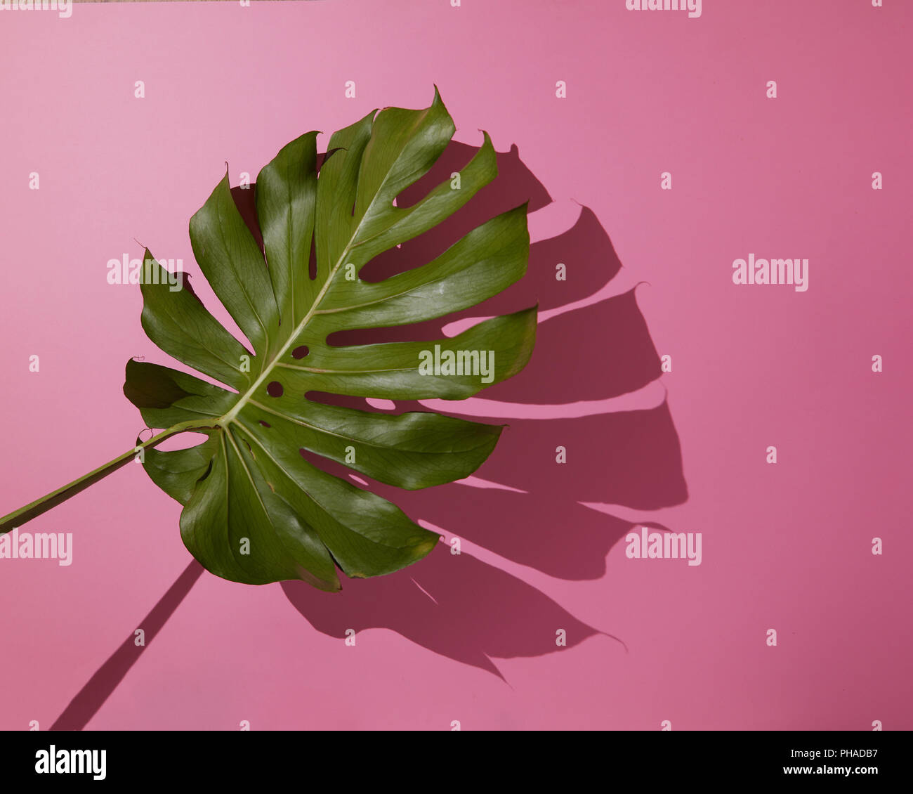 Leaf Monstera on pink background Stock Photo