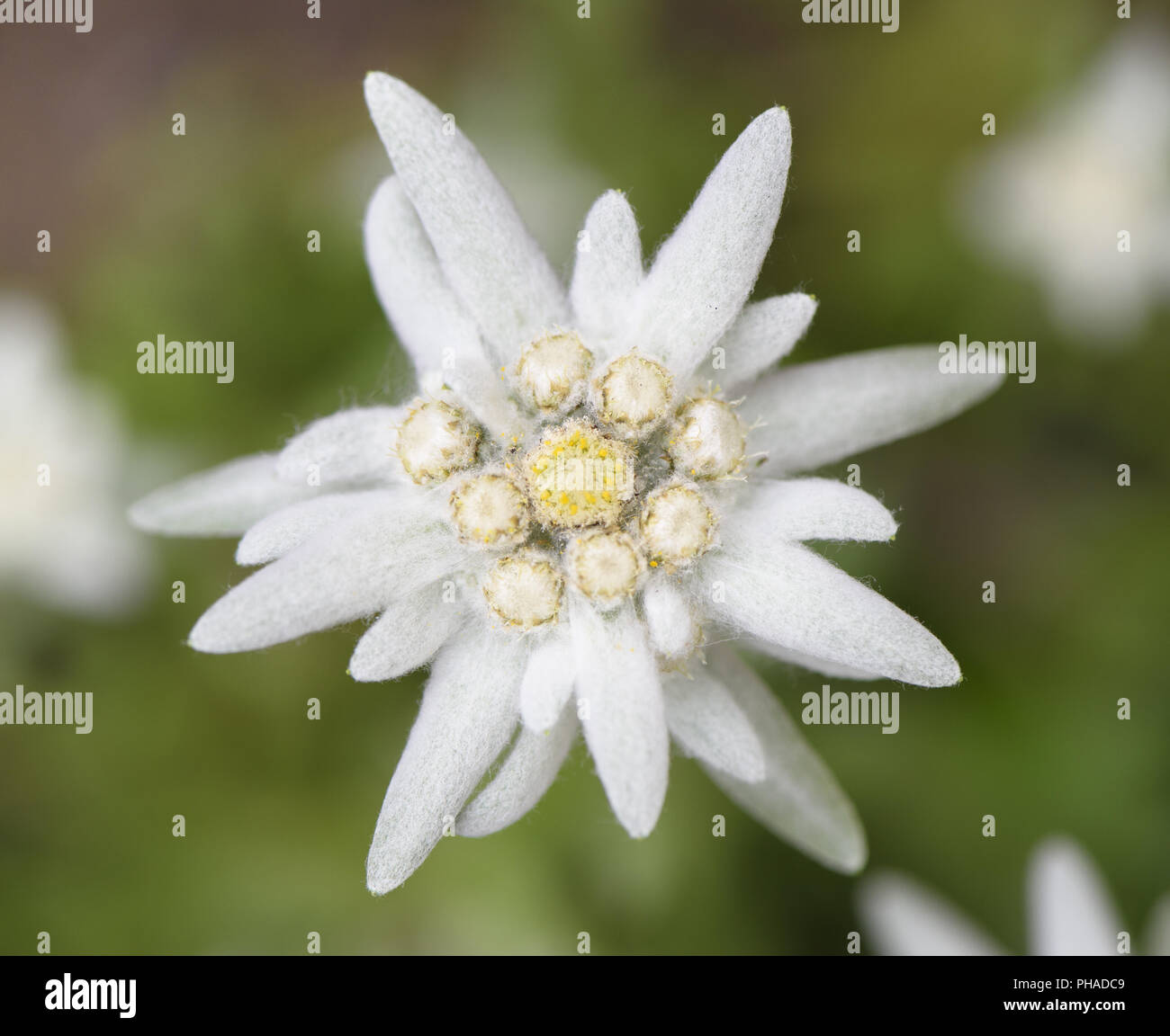mountain flower edelweiss blooming Stock Photo