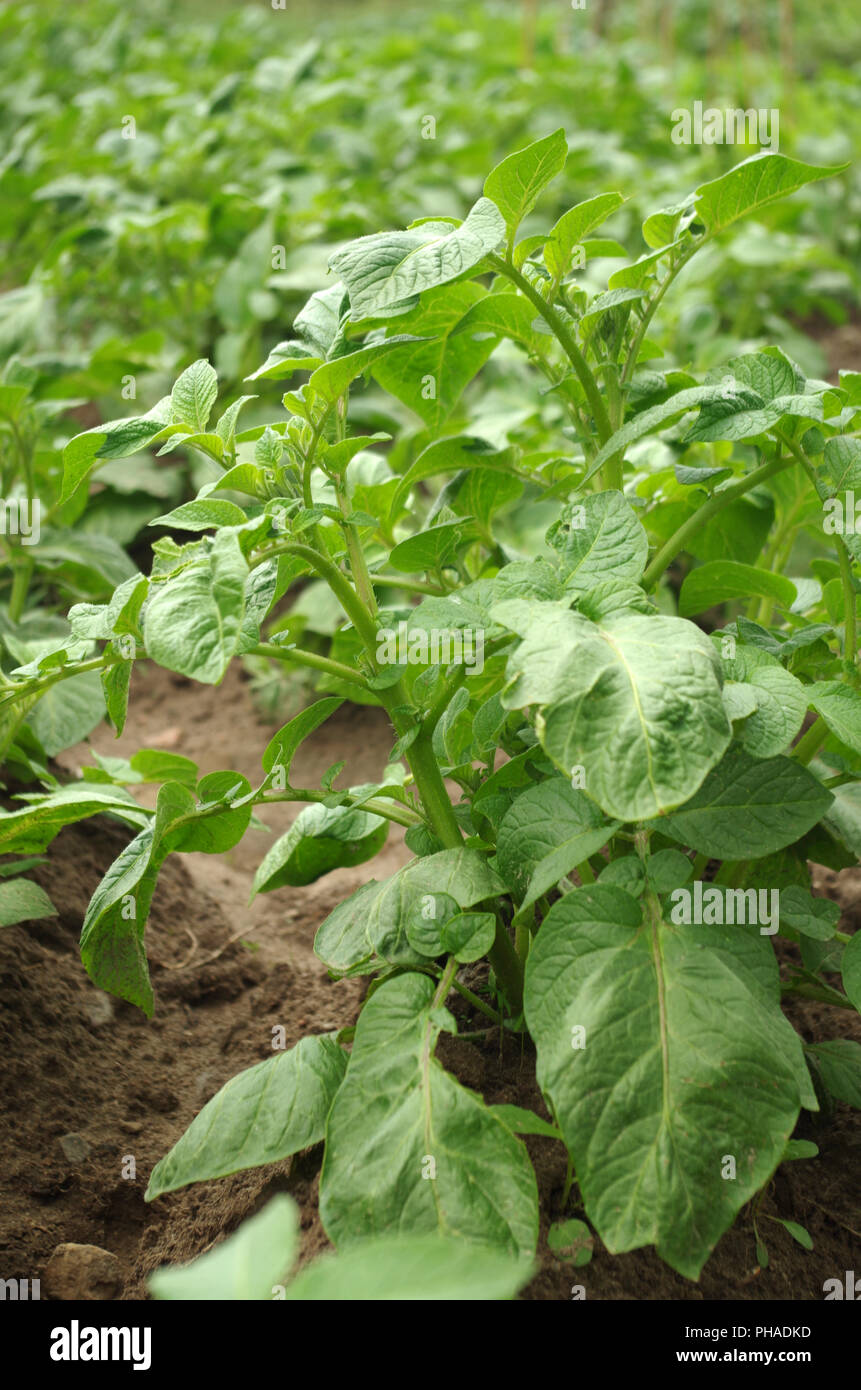 Potato cultivaton hi-res stock photography and images - Alamy