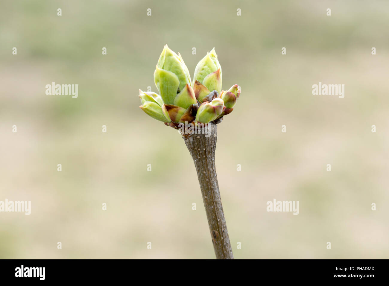 Chokeberry plant in early spring with unopened buds on twigs. Stock Photo