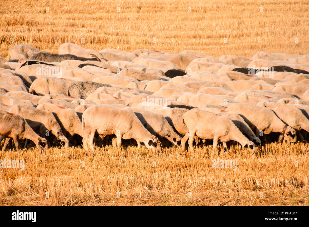 flock of sheep Stock Photo Alamy