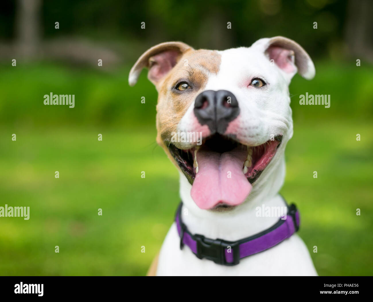 A happy brown and white Pit Bull Terrier mixed breed dog with a huge smile  Stock Photo - Alamy