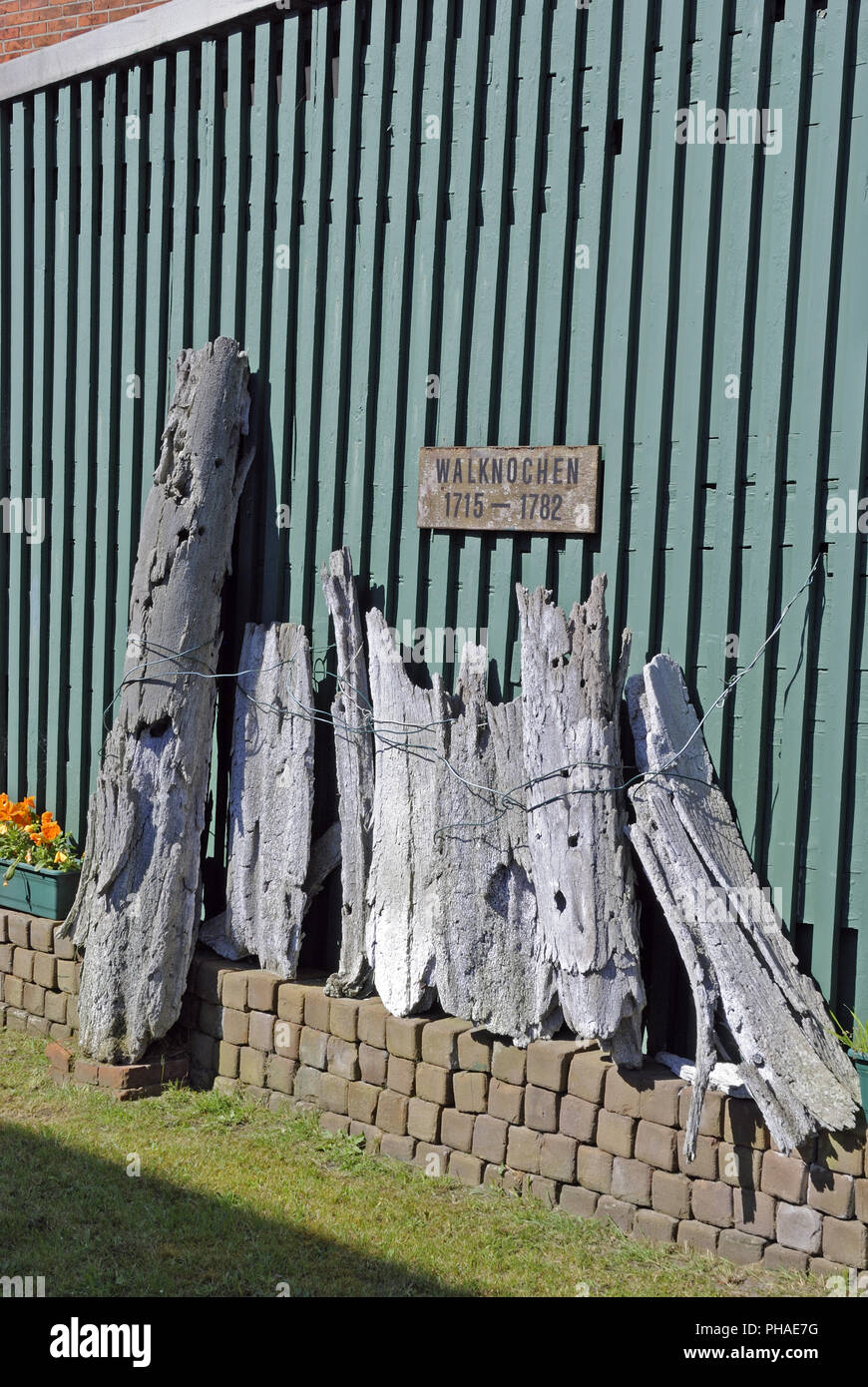 Whale teeth hi-res stock photography and images - Alamy