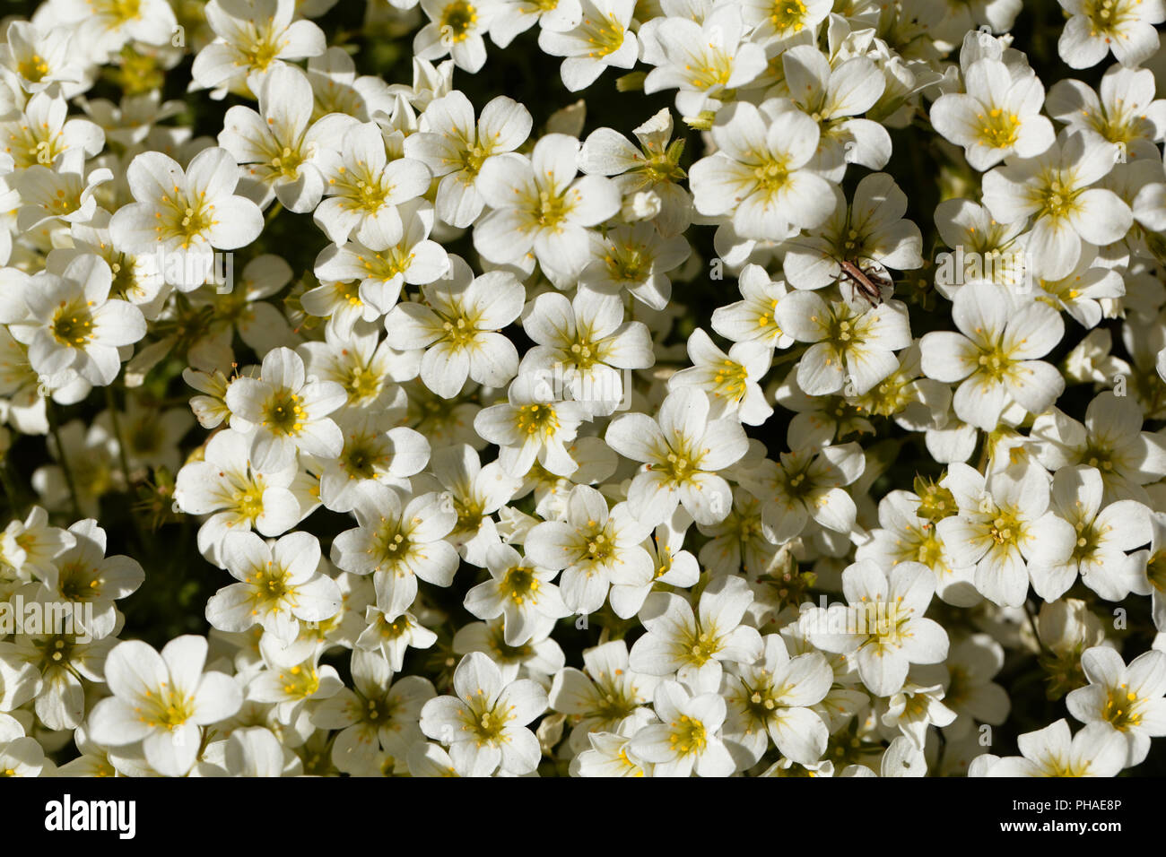 Flowers of the rockfoils Saxifraga ardensii Stock Photo