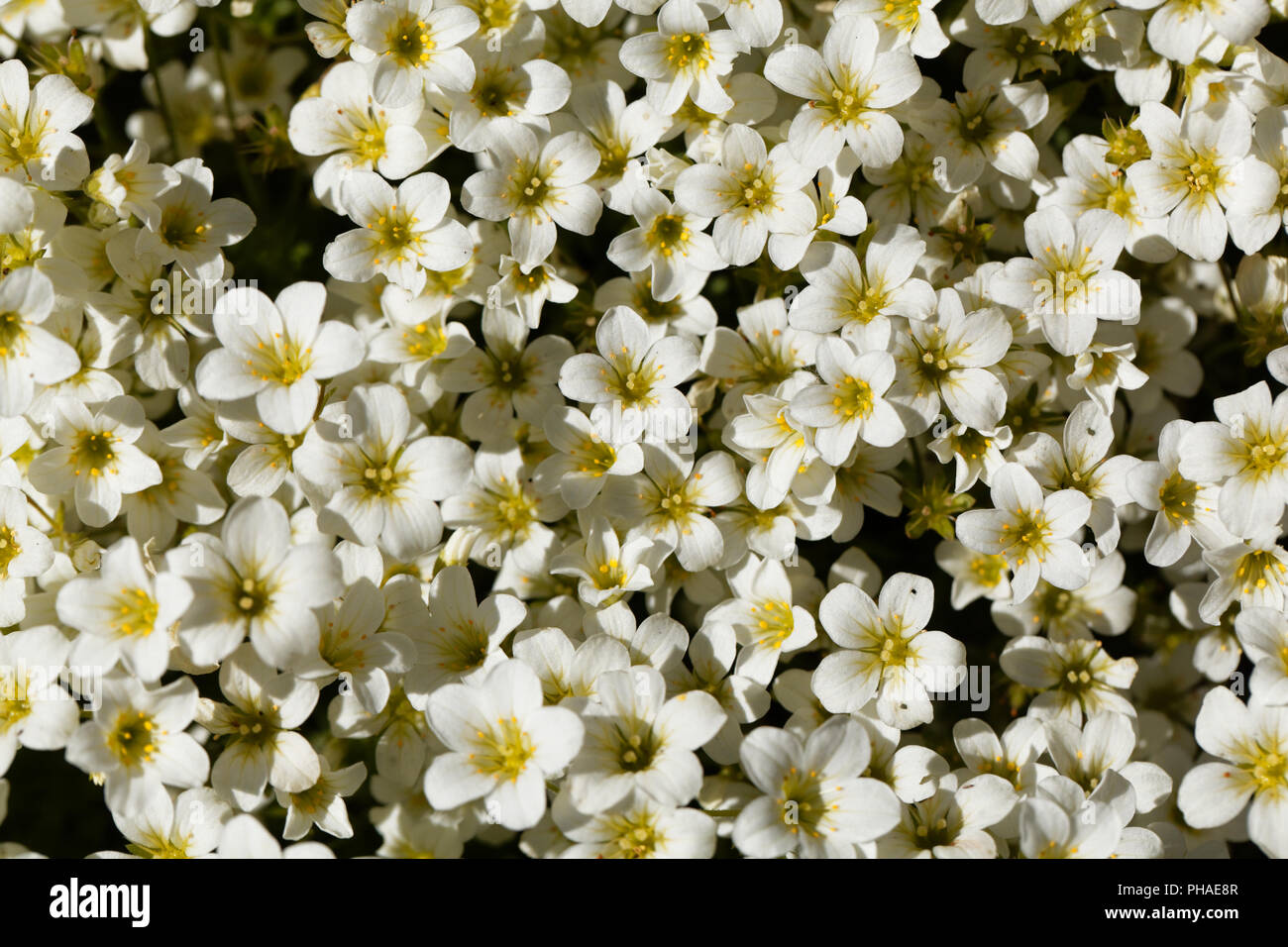 Flowers of the rockfoils Saxifraga ardensii Stock Photo
