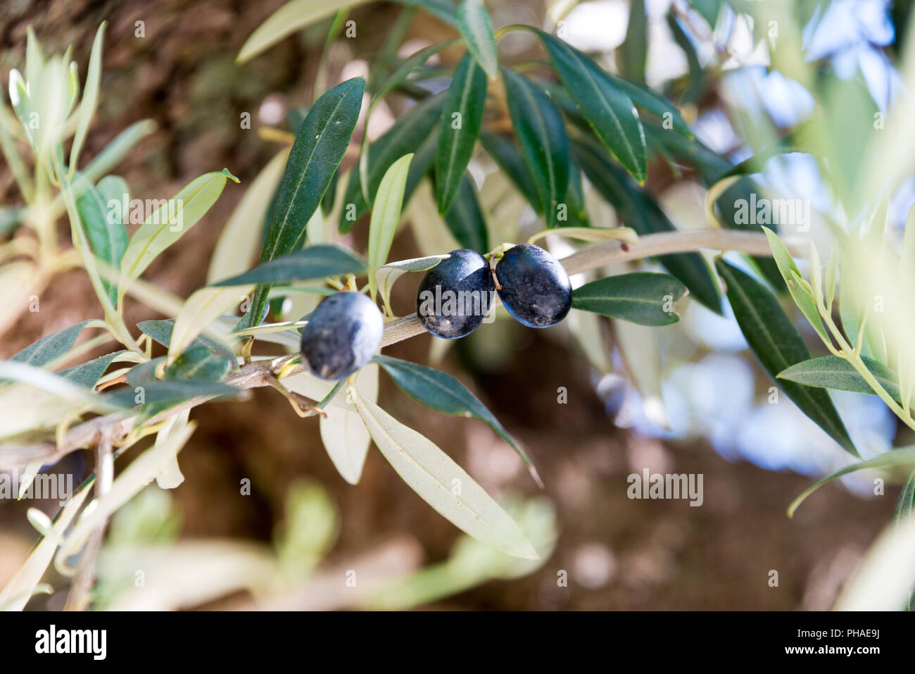 Black olives growing on tree hires stock photography and images Alamy