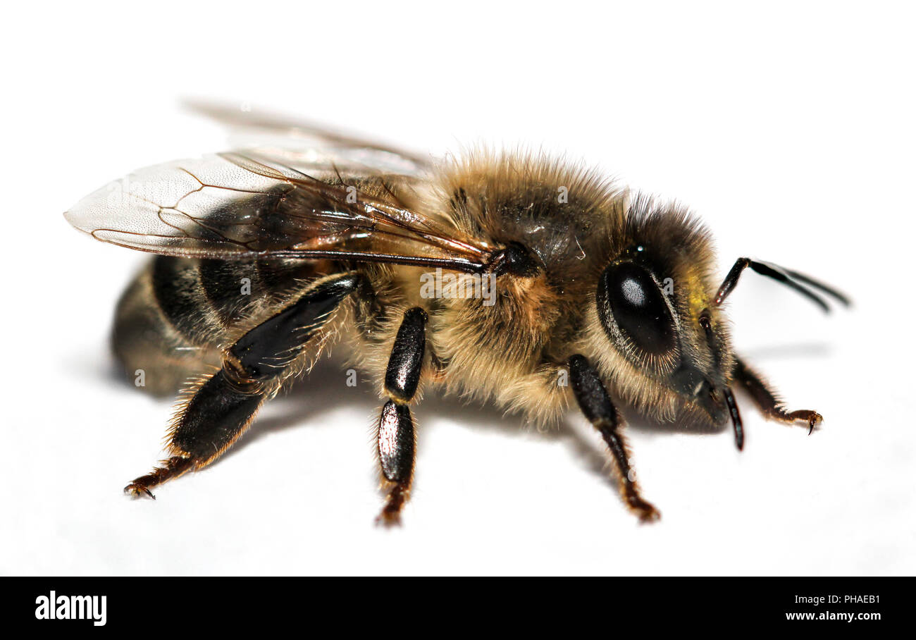 Macro of a bee, insect, nature, animal Stock Photo