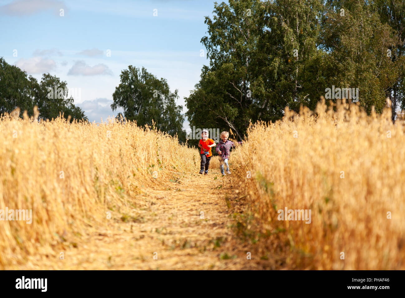 Little boy and girl on a wheat field in the sunlight running, playing ...