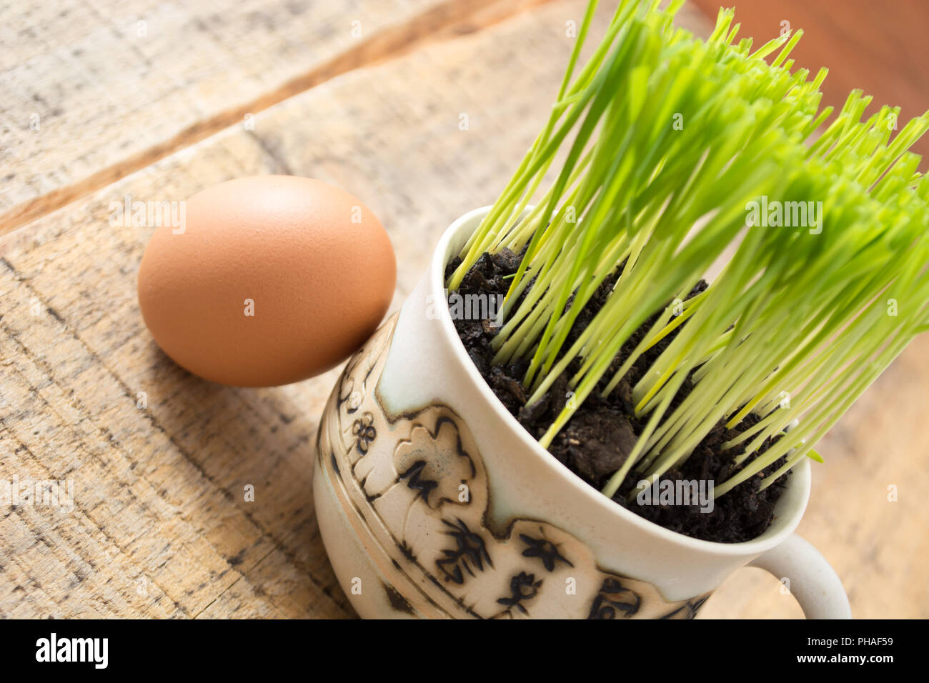 Green wheat in the ceramic cup Stock Photo