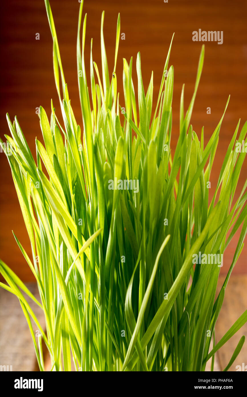 Green wheat in the ceramic cup Stock Photo