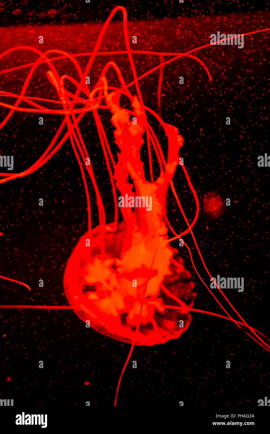 Jellyfish Dangerous Poisonous Medusa Stock Photo Alamy