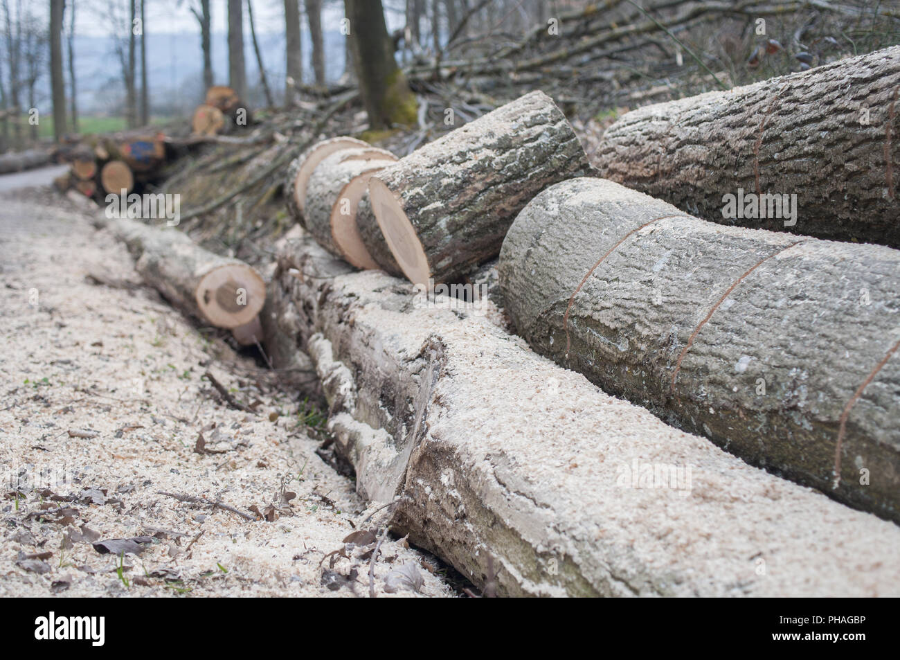 timber industry in the woods around Schwaebisch Hall, Germany Stock Photo