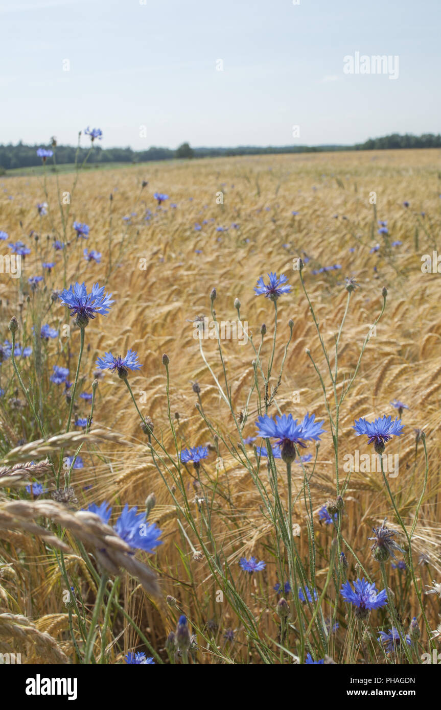 Cornflowers nearby Fichtenau, Germany Stock Photo
