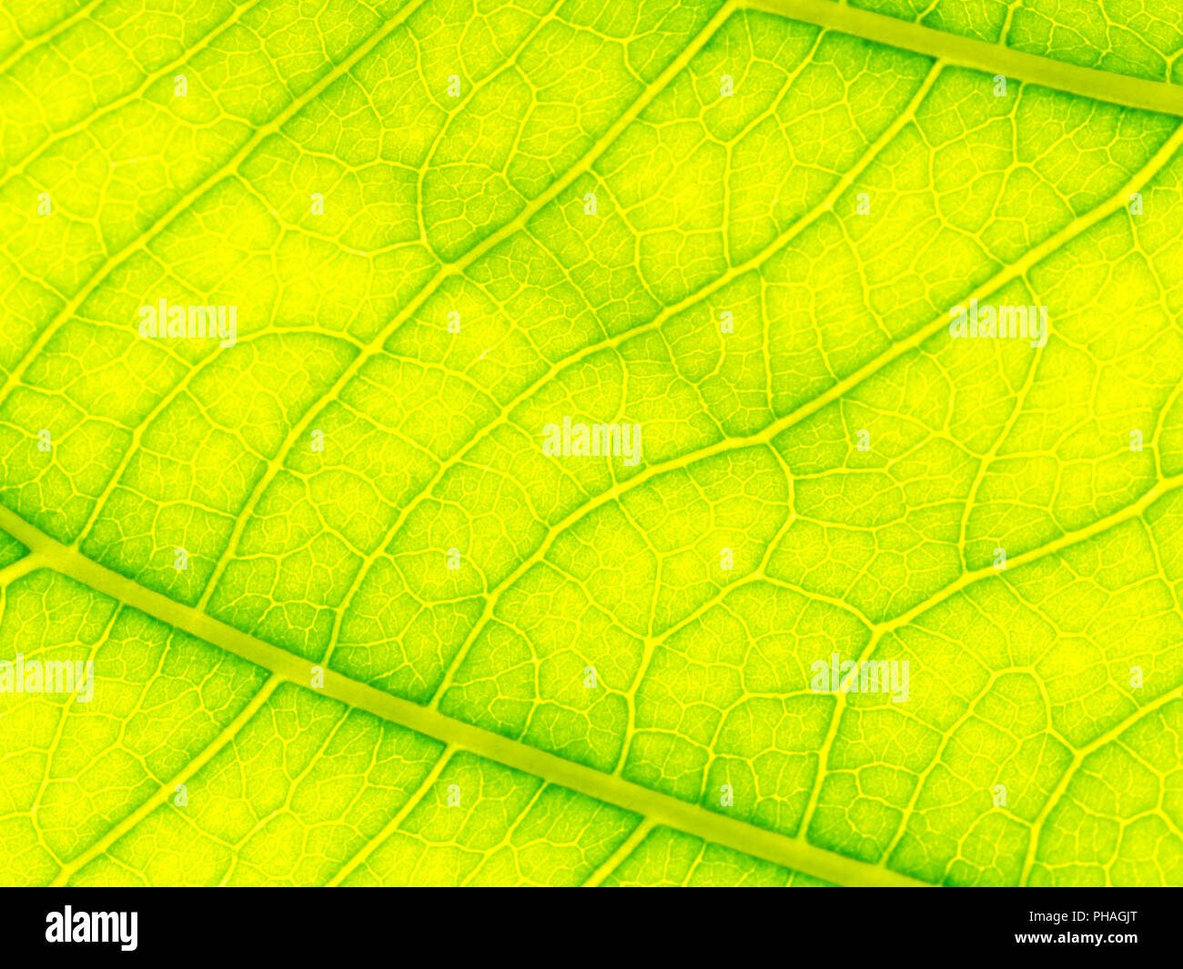 Select focus of green leaf texture macro and bleary of leaves texture.Useful as background. Stock Photo