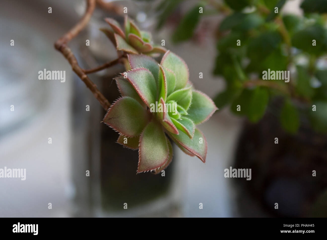 Aeonium Kiwi succulent plant branch close up Stock Photo - Alamy