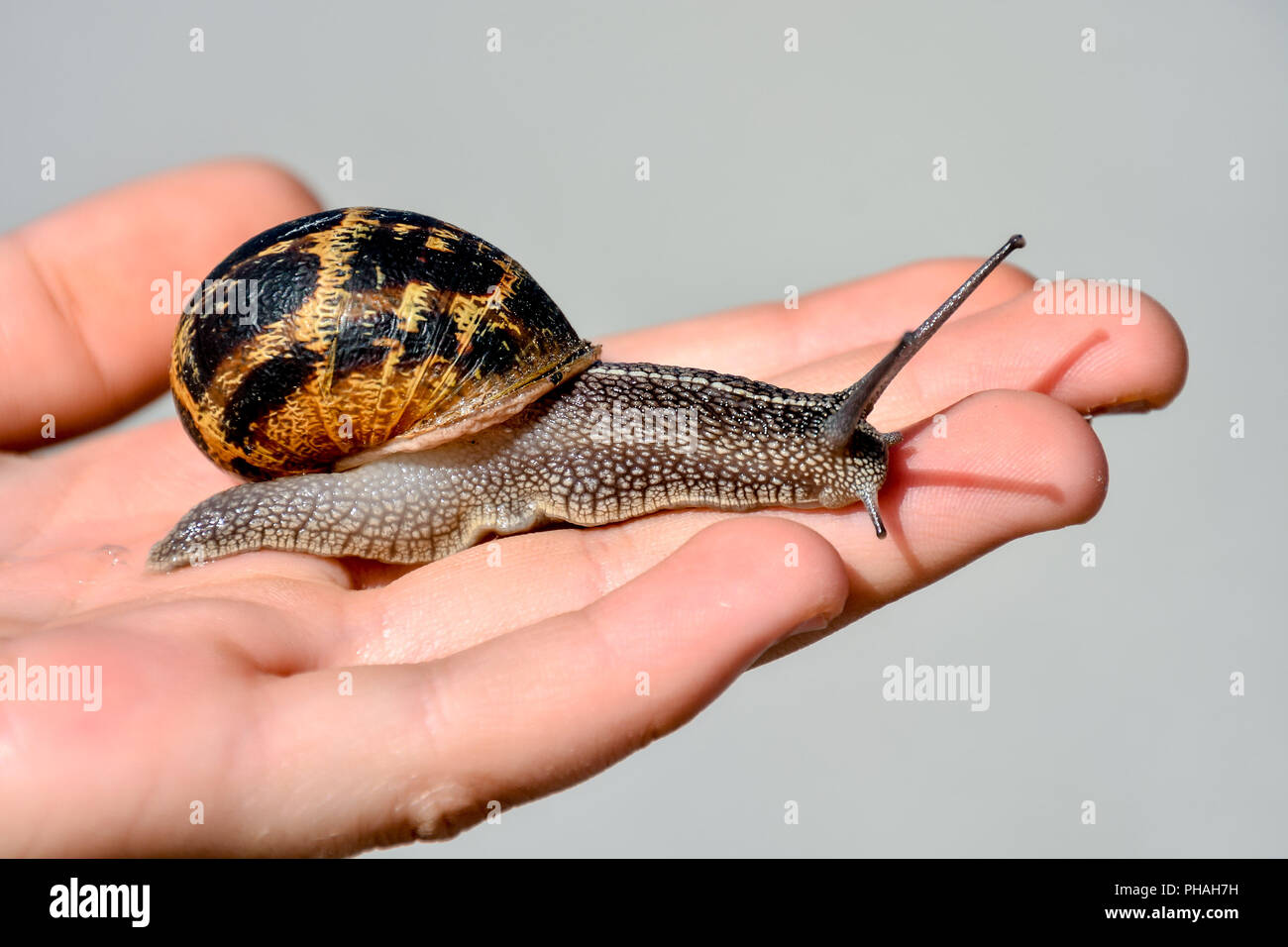 Edible snail escargot Stock Photo Alamy