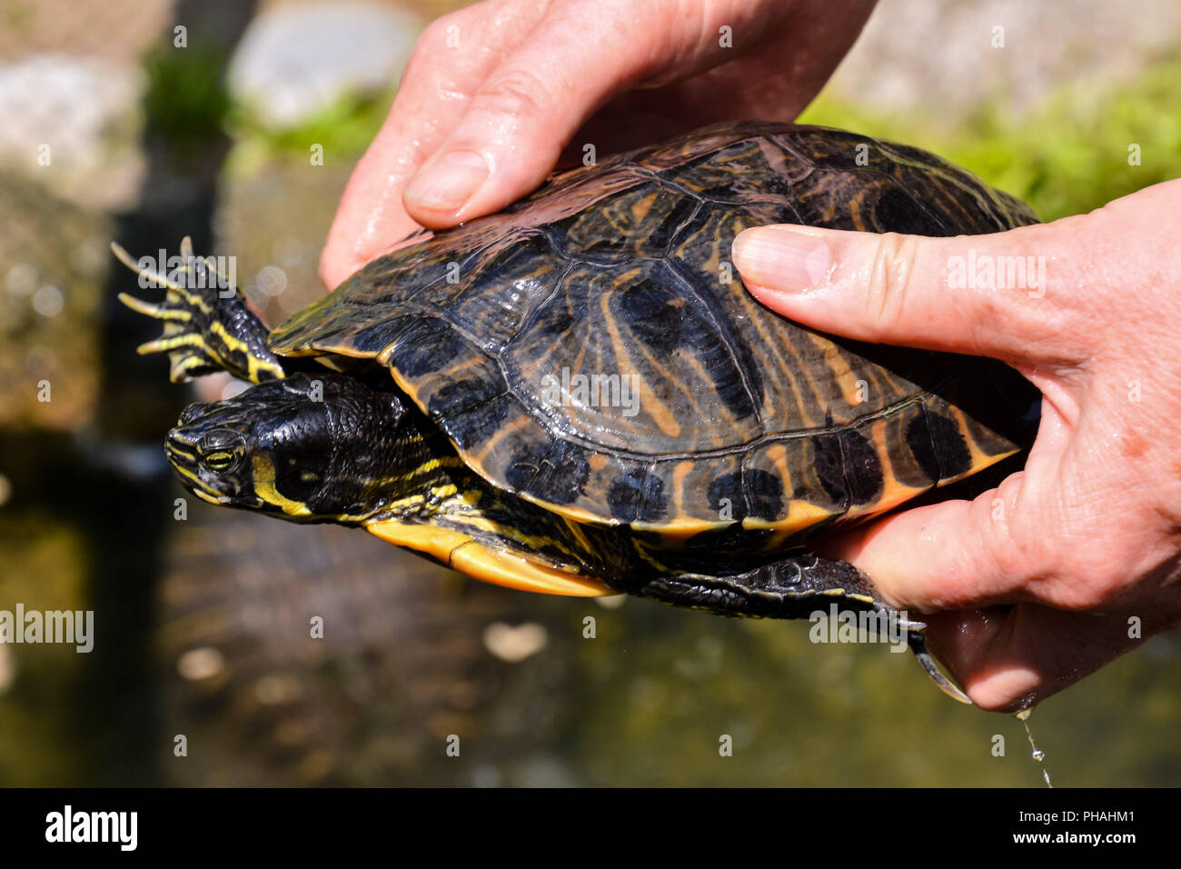 Common turtle Slider Trachemys scripta Stock Photo - Alamy