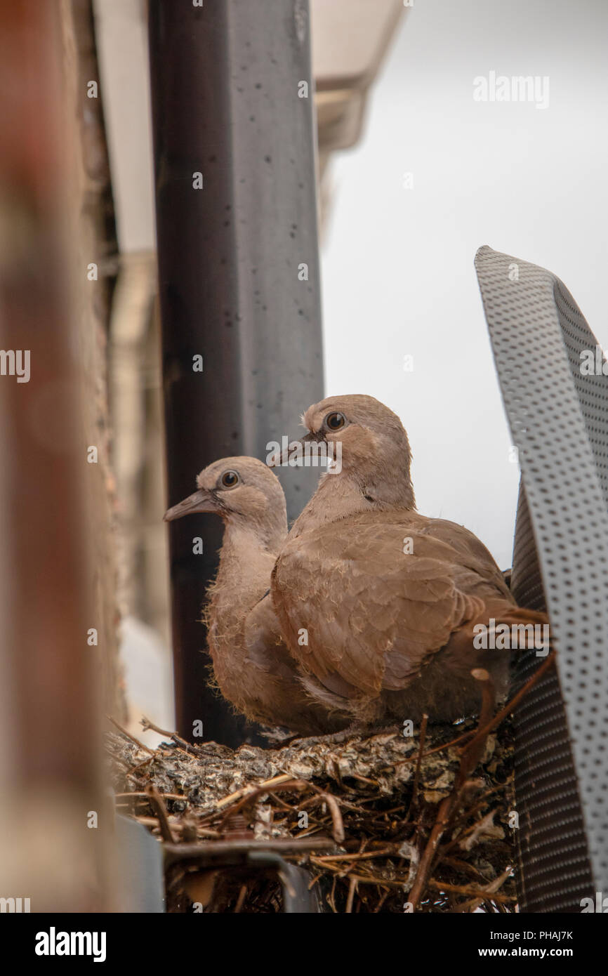 Collared dove chicks ready to fledge from nest Stock Photo