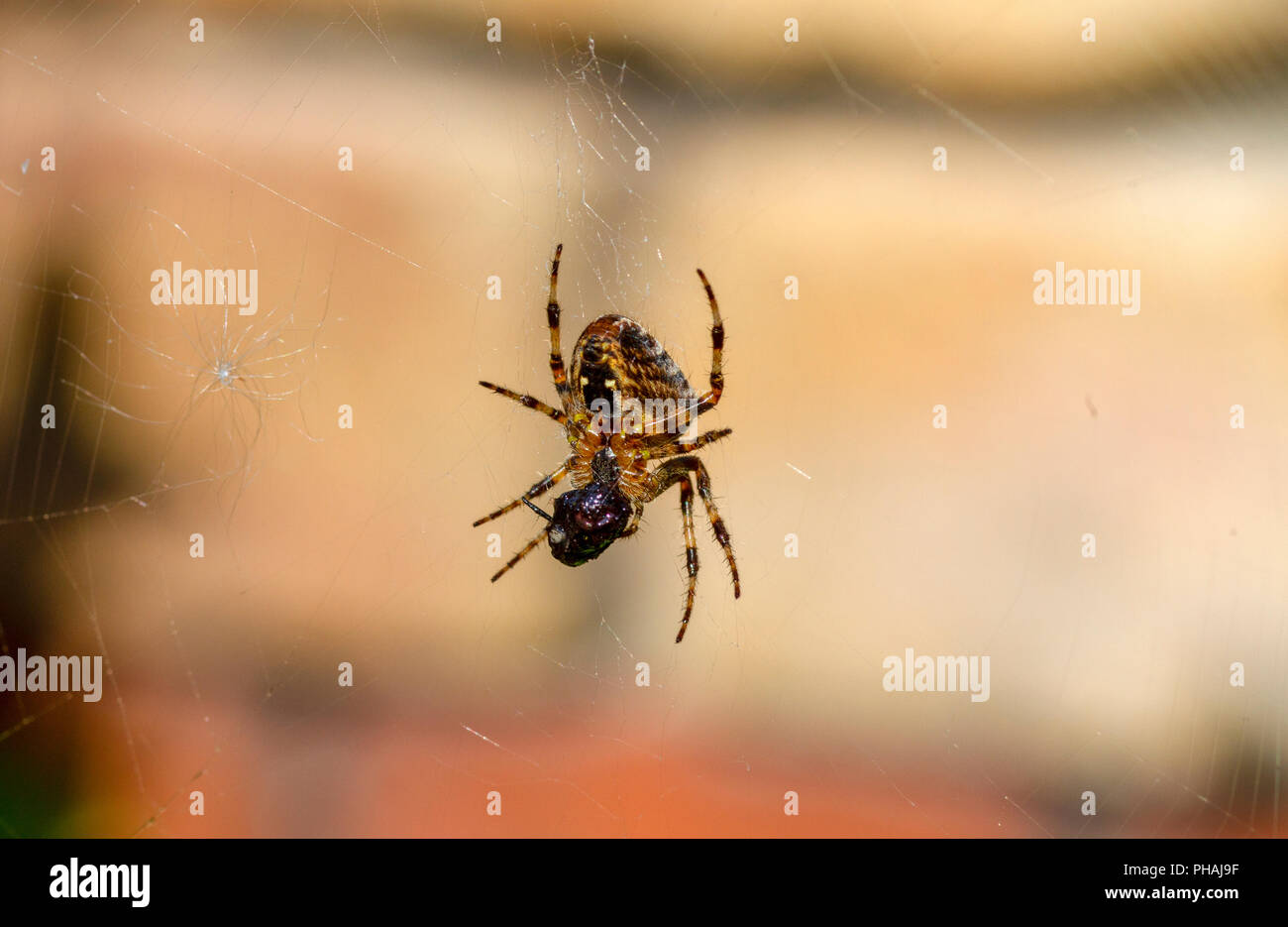 Prede Spider Predator spider hi-res stock photography and images - Alamy