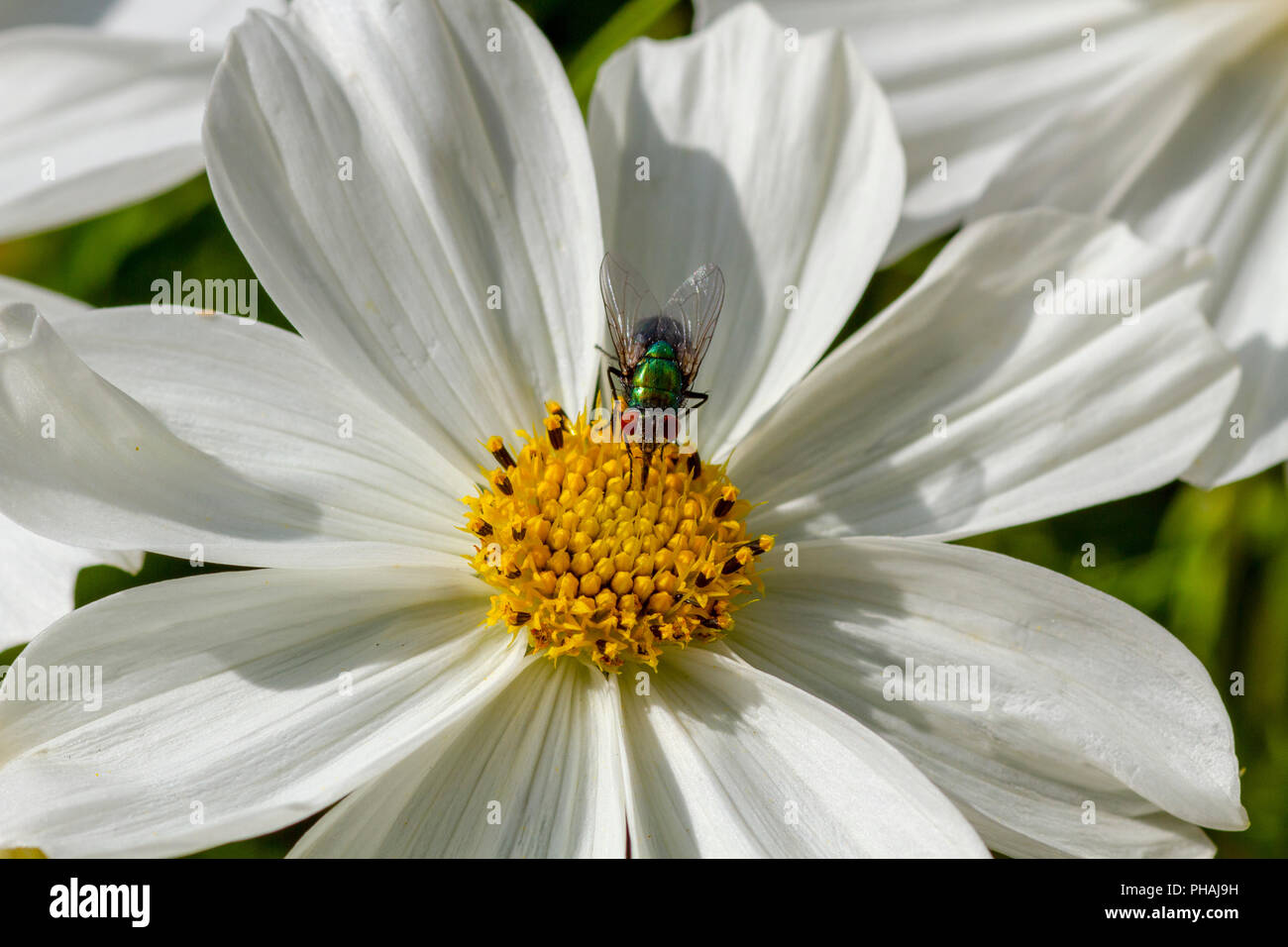 Green bottle fly on Cosmos flower Stock Photo