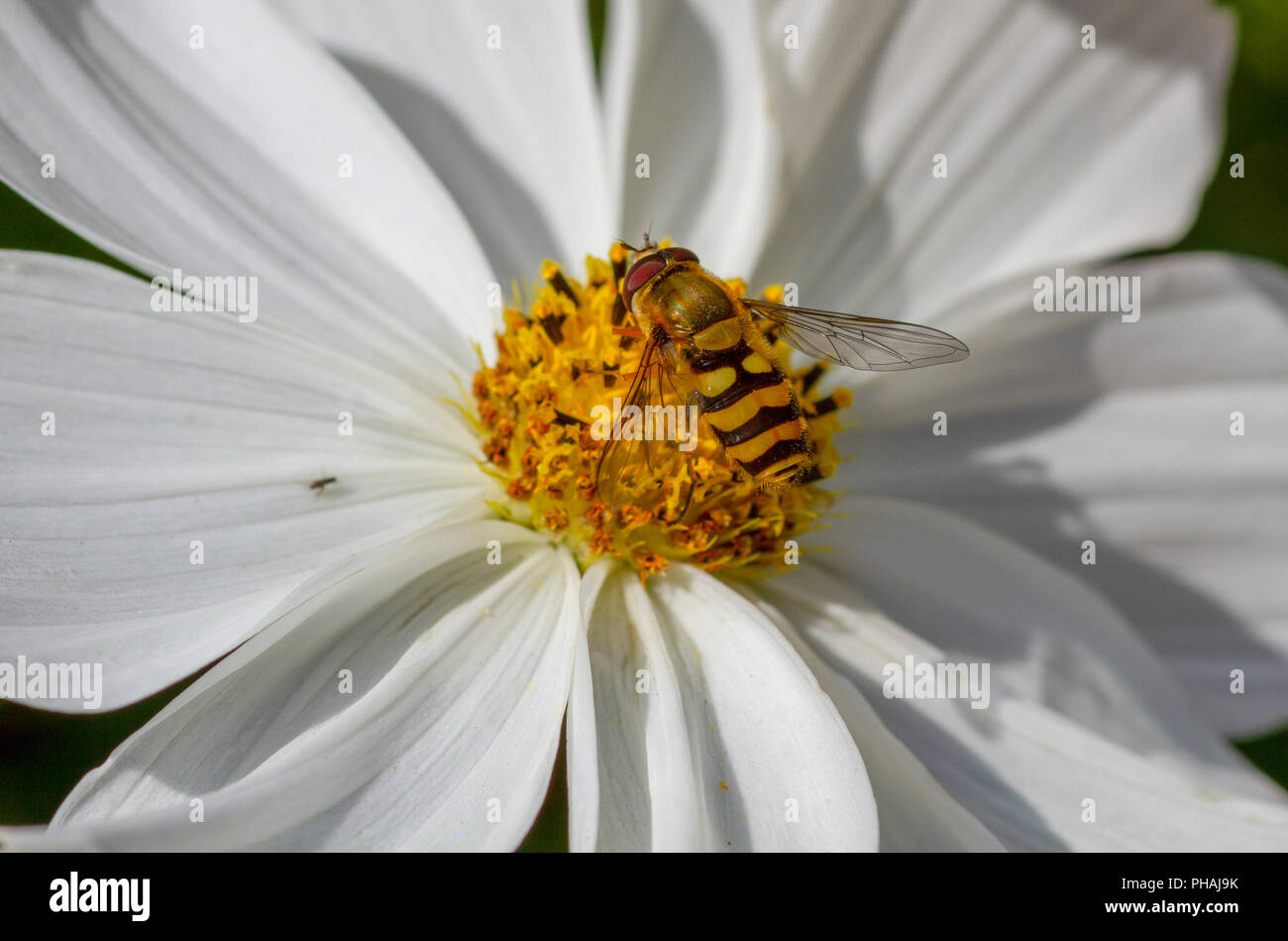Hoverfly on Cosmos flower Stock Photo