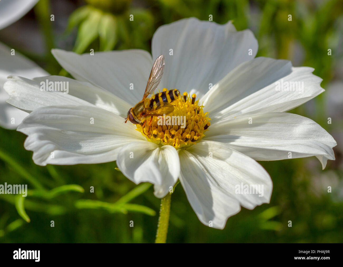 Hoverfly on Cosmos flower Stock Photo